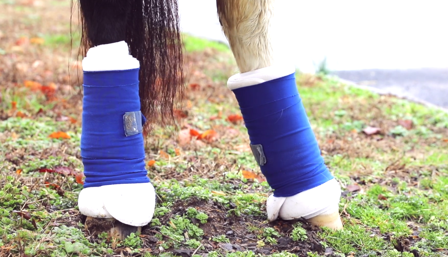Carousel Park horse injured 021420